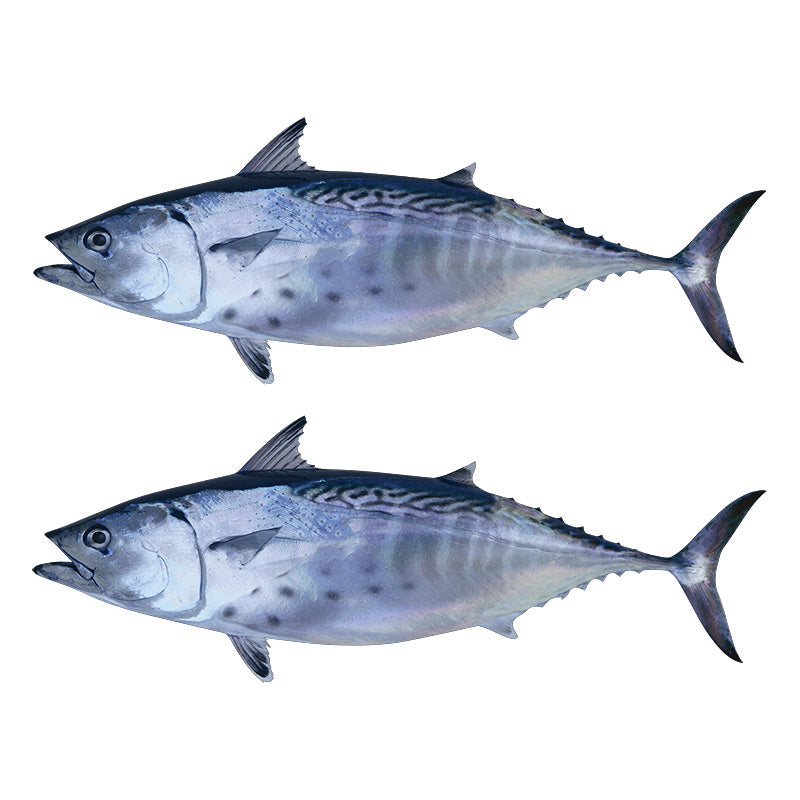Little Tunny Tuna Decals | 16"-60"