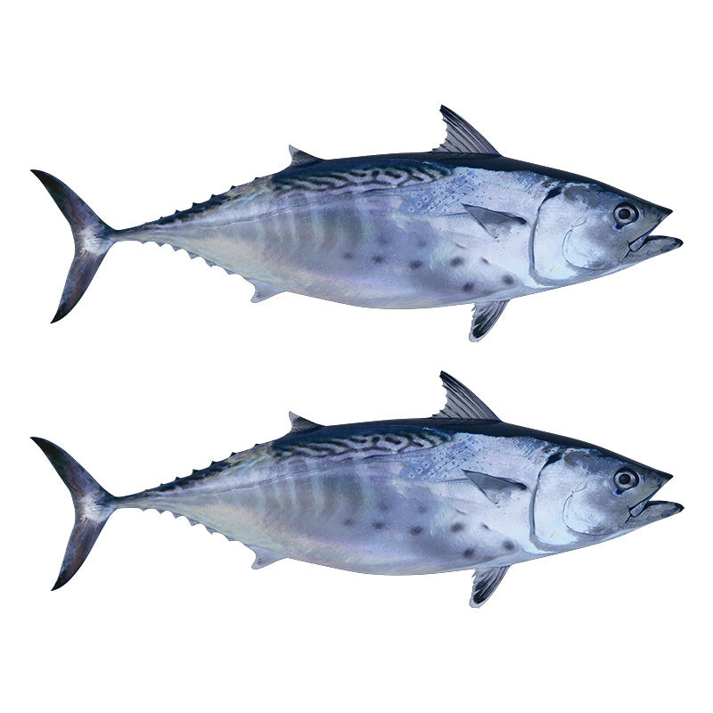Little Tunny Tuna Decals | 16"-60"