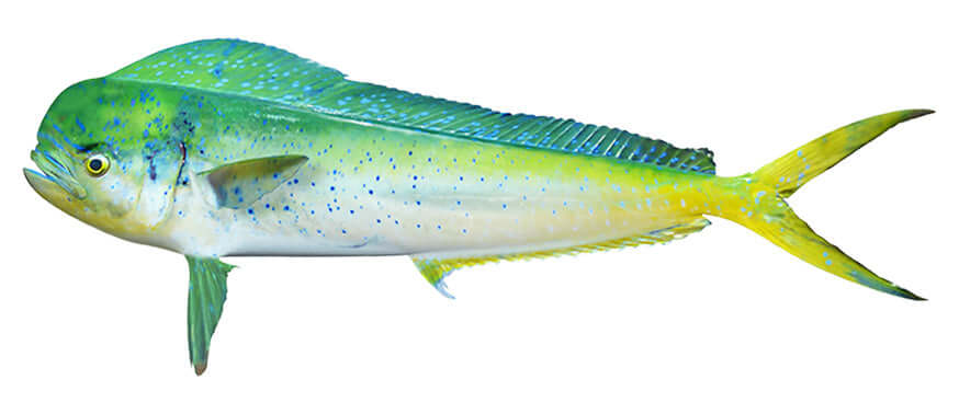 Mahi Mahi, Dorado Decals