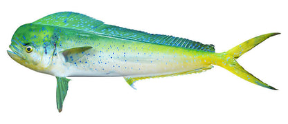 Mahi Mahi, Dorado Decals