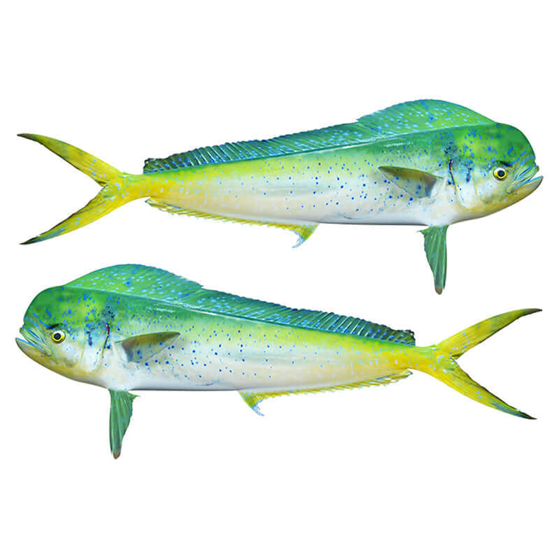 Mahi Mahi, Dorado fish wall decals in vibrant colors for fish enthusiasts.