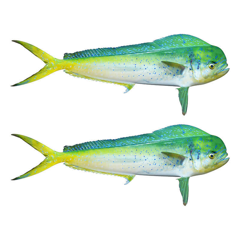 Mahi Mahi Dorado fish wall decals, customizable and removable, perfect for fish enthusiasts and bedrooms.