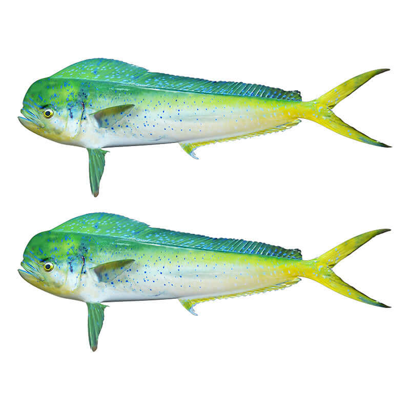 Mahi Mahi fish wall decals, left and right facing, perfect for fish enthusiasts, 40"-70" customizable wall stickers for bedrooms.