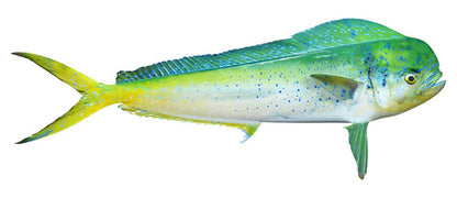 Mahi Mahi fish wall decal, removable and non-damaging, perfect for fish enthusiasts.