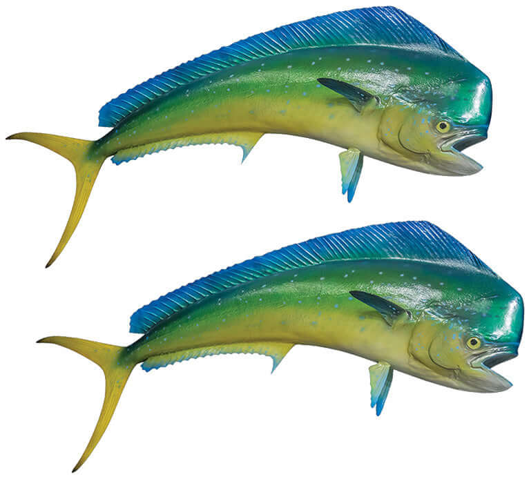 Mahi Mahi fish wall decals, customizable size 40"-70", perfect for fishing enthusiasts, large fish wall decor.