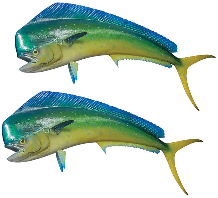 Mahi Mahi fish wall decals, fully customizable, 40"-70". Perfect for large fish wall decor. Add text and choose orientation.