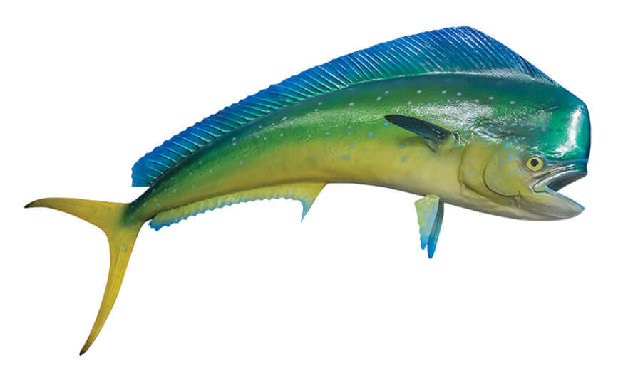 Mahi Mahi fish wall decals, customizable 40"-70", perfect for fishing enthusiasts. Available as stickers with or without borders.