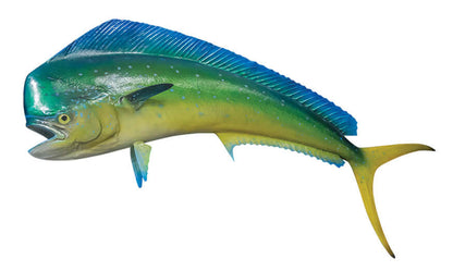 Mahi Mahi fish wall decal, fully customizable from 40"-70", perfect for fish enthusiasts.