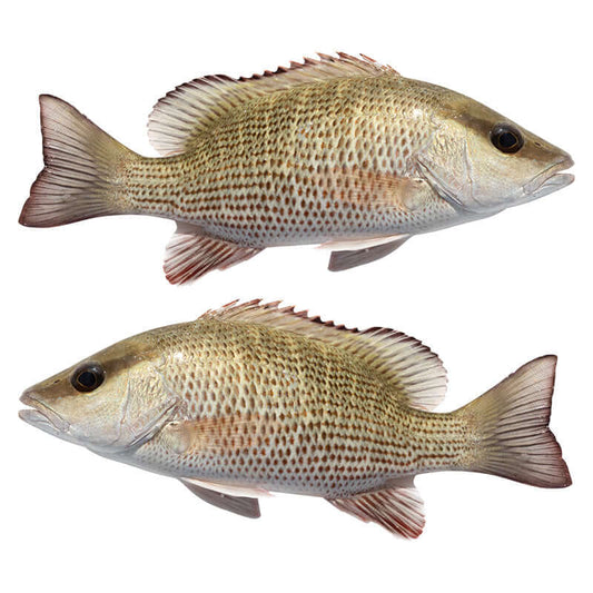 Mangrove Snapper wall decals 40"-70" customizable size and text, perfect fish wall stickers for bedrooms or enthusiasts.