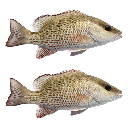 Two removable Mangrove Snapper fish wall stickers for bedroom, left and right facing.