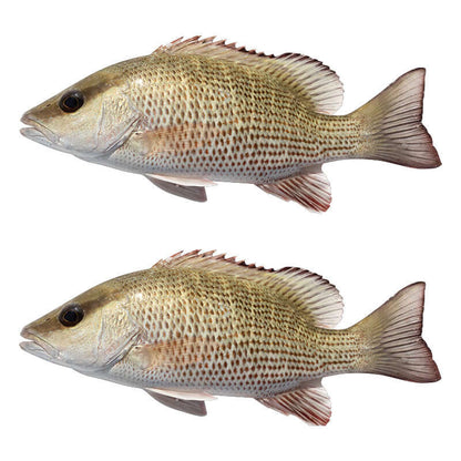 Mangrove Snapper fish wall decals for bedrooms, set of two, left and right facing options available