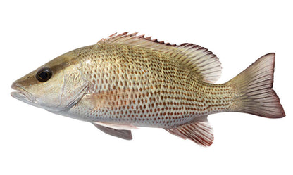 Mangrove Snapper fish wall decal showing left-facing direction on a white background.