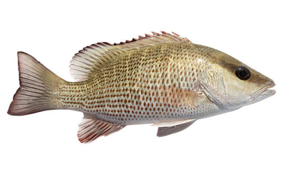 Mangrove Snapper Decals