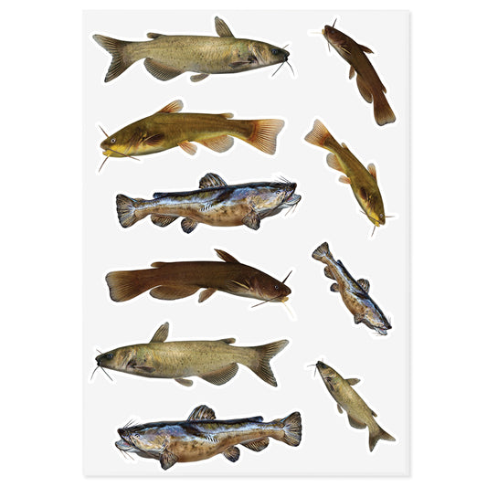 Catfish | Sticker Sheet | 10"x14"