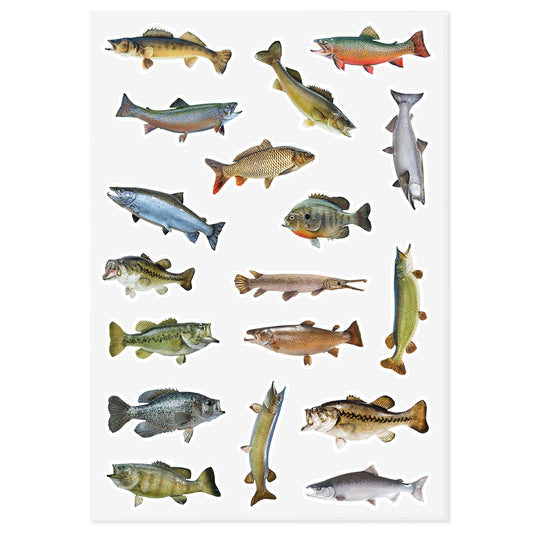 Freshwater Trophy Fish | Sticker Sheet | 10"x14"