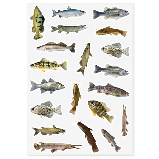 Live Freshwater Fish | Sticker Sheet | 10"x14"