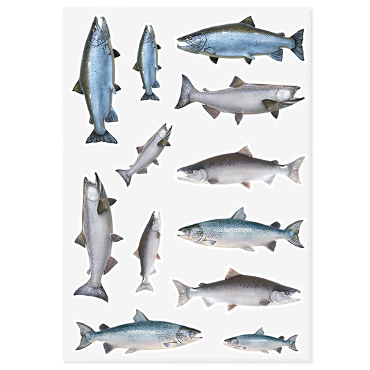 Salmon | Sticker Sheet | 10"x14"