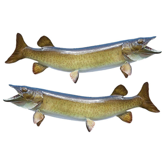 Muskellunge fish wall decals, customizable 40"-70", perfect for fishing wall stickers with text options up to 10 lines.