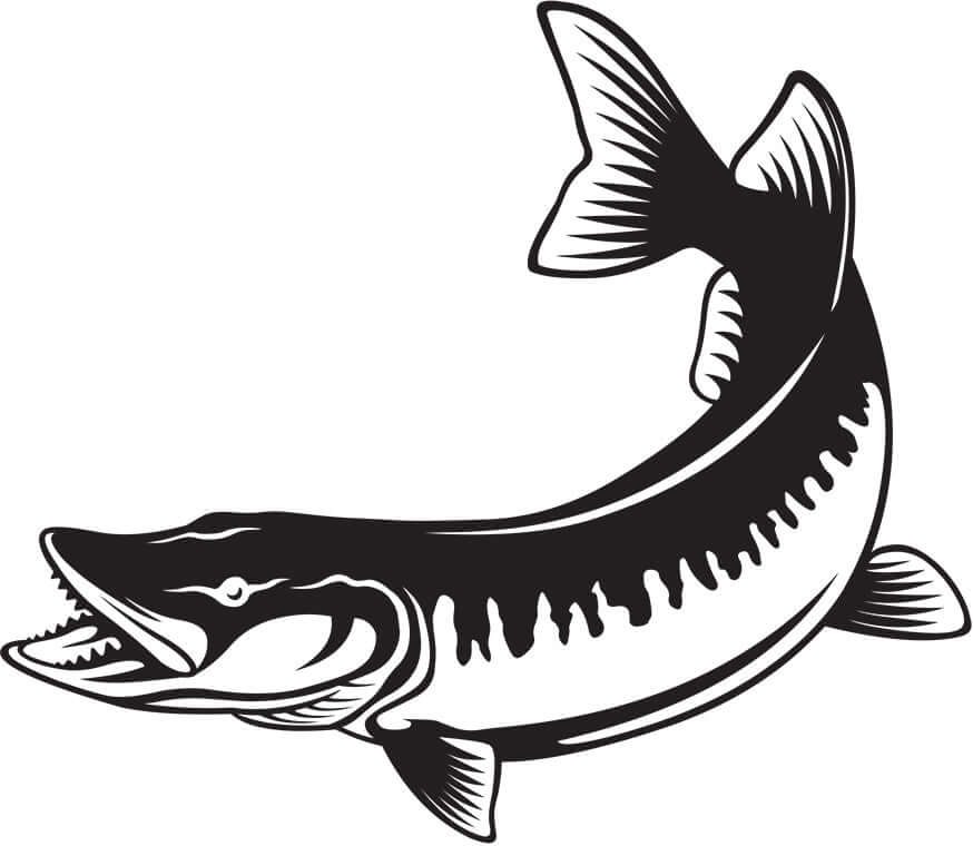 Black and white illustration of a muskellunge fish, showcasing its detailed features and dynamic pose. Perfect for wall decor.