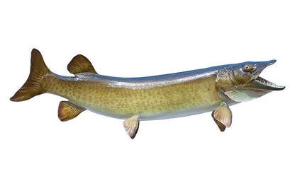 Muskellunge, Muskie large decals right facing.