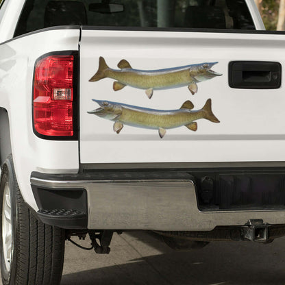 Muskellunge, muskie large decals on a pickup truck.