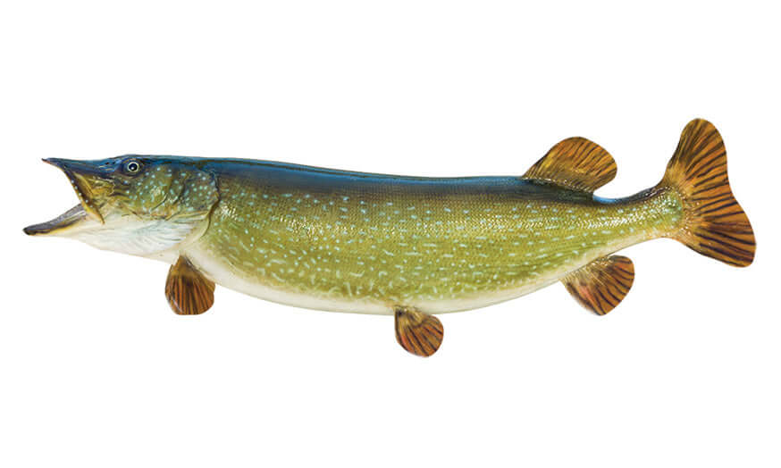 Northern Pike Wall Decals