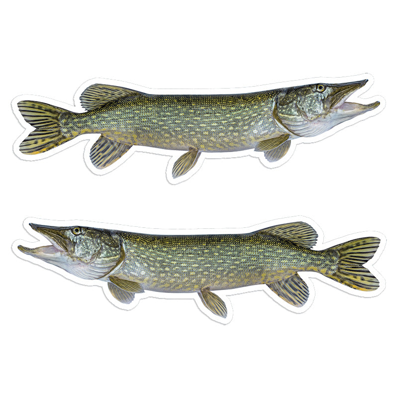 Northern Pike 8 inch stickers left and right facing.