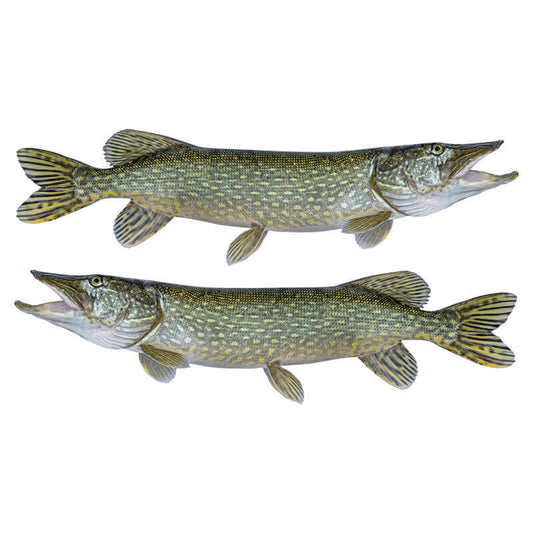 Customisable Northern Pike fishing wall decals 40"-70", left and right facing. Add text and sizes. Perfect large fish wall decor.