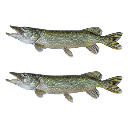 Northern Pike Decals | 16"-60"