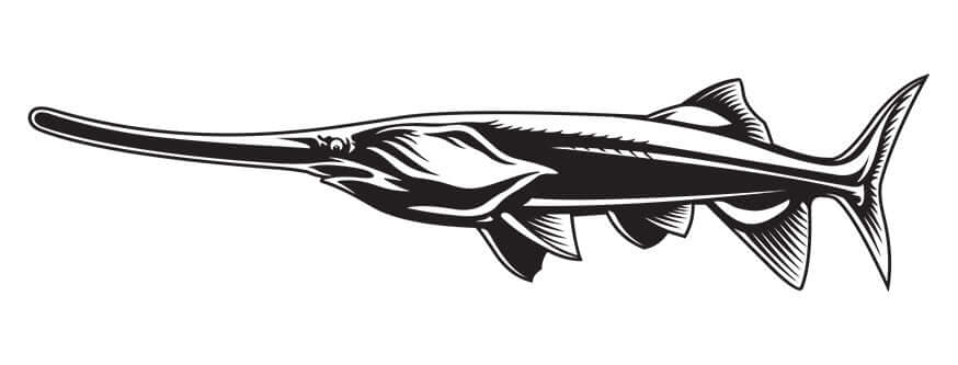 Paddlefish wall decal, fully customizable size 40"-70", perfect for fish wall stickers, add up to 10 lines of text.