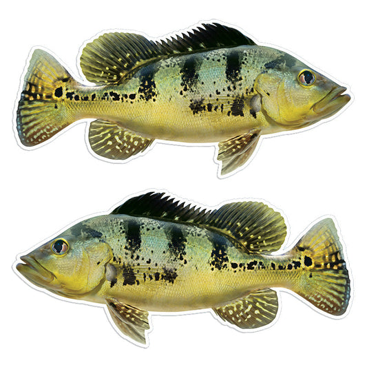 Peacock Bass 14 inch stickers left and right facing.