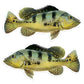 Peacock Bass 8 inch stickers left and right facing.