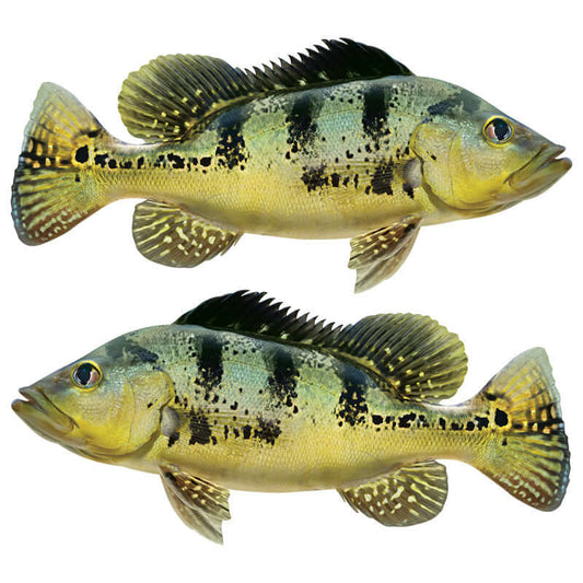 Peacock Bass wall decals, customizable size and text, perfect fish transfers for walls, 40"-70" options, left or right facing.