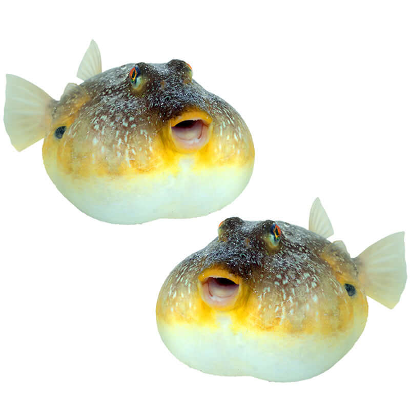 Pufferfish wall decals, removable 40"-70", customizable fish wall stickers for bedroom, left and right facing options.