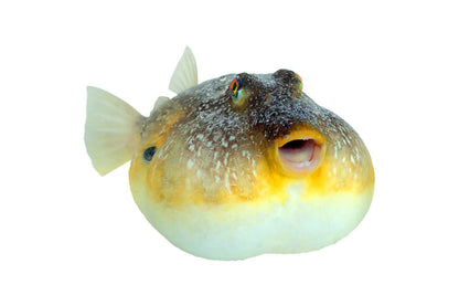 Pufferfish close-up on white background