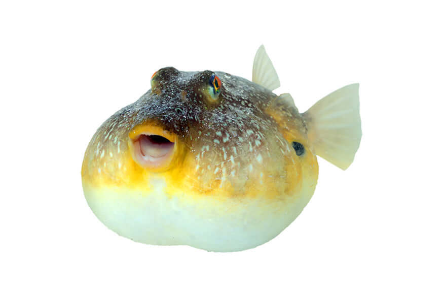 Pufferfish close-up for wall decal design