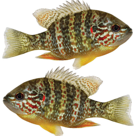 Customizable pumpkinseed sunfish wall decals from 40"-70", perfect for fish enthusiasts. Large fish wall decor option available.