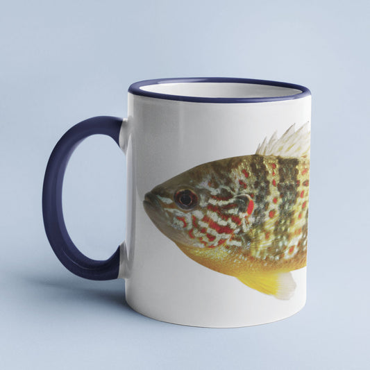 Pumpkinseed Sunfish accent mug with dark blue handle on light blue background.