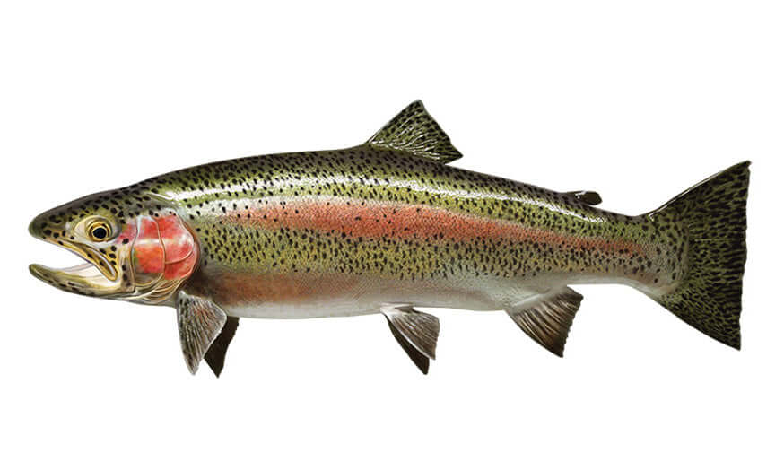 Rainbow Trout large decal left facing.