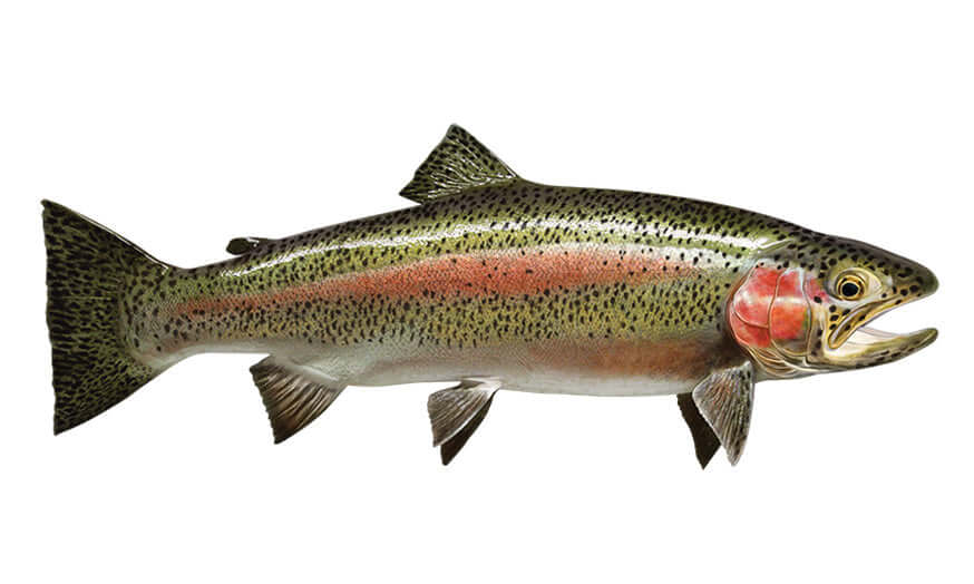 Rainbow Trout large decal right facing.