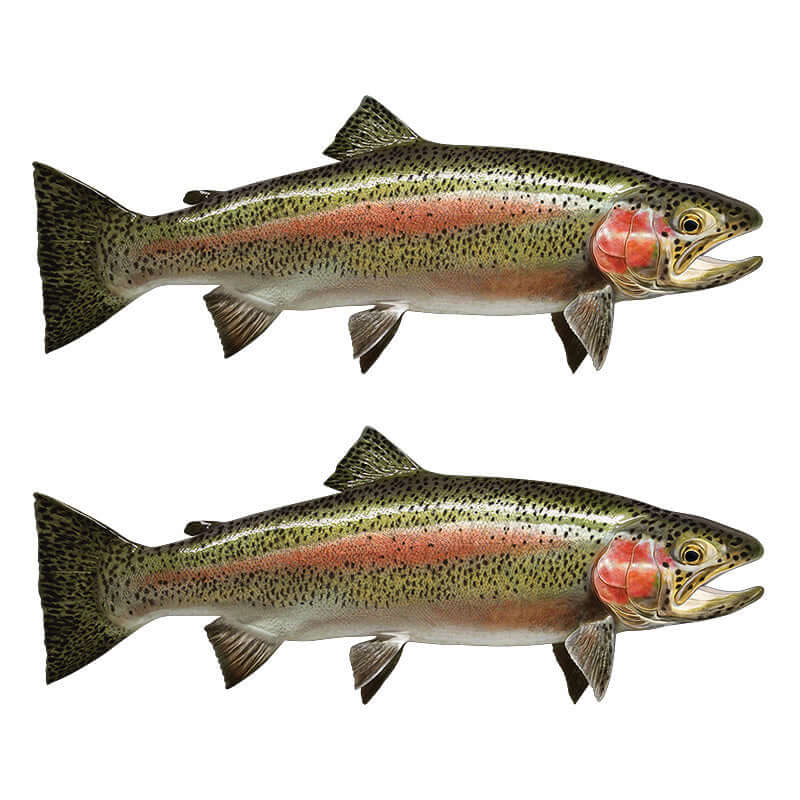 Rainbow Trout large decals right facing x 2.