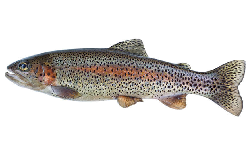 Rainbow Trout Wall Decals