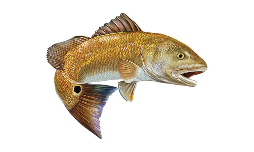 Red Drum fish wall decals, fully customizable size and text options from 40" to 70". Perfect large fish wall decor for enthusiasts.