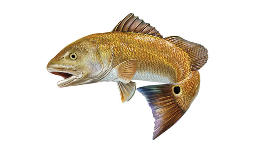 Red Drum Redfish wall decal, fully customizable from 40"-70". Perfect large fish wall decor for enthusiasts. Add up to 10 lines of text.