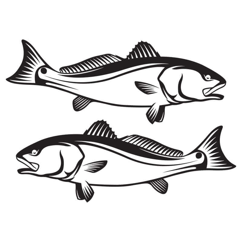 Black and white red drum fish wall decals facing opposite directions