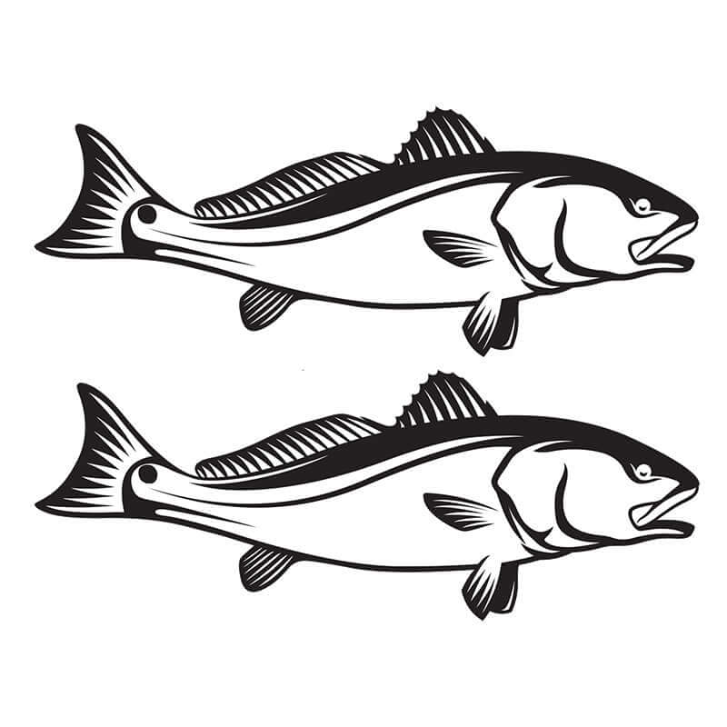 Customizable red drum fish wall decals, 40"-70", black and white, perfect for fishing enthusiasts.