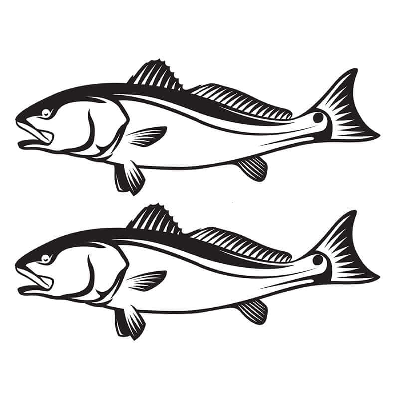 Red Drum fish wall decals, custom size 40"-70", left or right facing, perfect for fish enthusiasts.