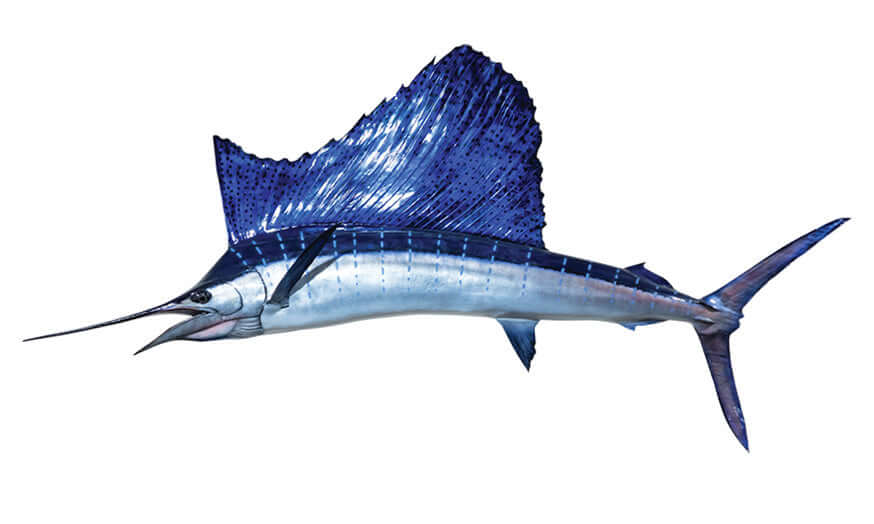 Sailfish Wall Decals