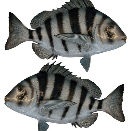 Customizable Sheepshead fish wall decals, 40"-70", with text options. Perfect for bedrooms or fishing-themed decor.