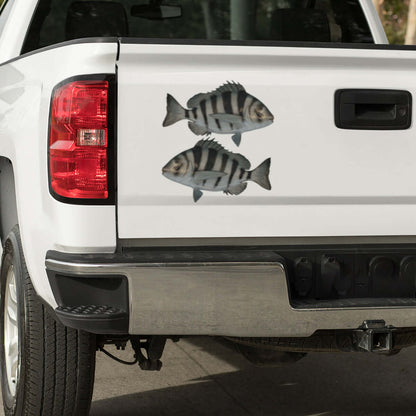 Customizable Sheepshead fishing stickers on truck, available in sizes 14-70 inches. Perfect fish decals for trucks.